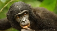 Chimpanzee patuljak