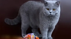 Čokolada britanci: mimmicijske pliš mačke