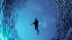 Čovjekova buka ubija ribu