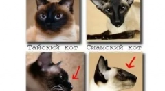 Sijamka mačka: plavooki dijamant u kući