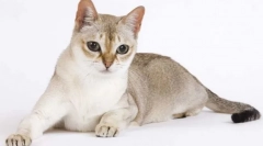 Singapurska mačka (singapur)