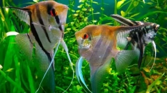 Skalaria (pterophylum sccalare)