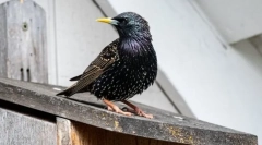 Skzoreti - bird mock