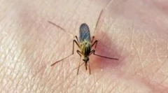 Tragovi komaraca na tijelu