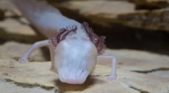 Spava salamander - najviši granica podzemnog vodonosnika teksasa