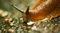 Slub: tko su ono što izgledaju i štetne?