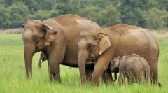 Elephant indijanac (azijski slon)