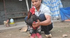 Slon pilići ha dong tao