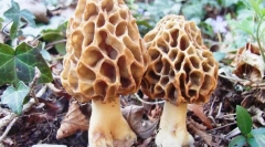 Smorchchki i škrob