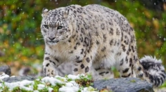 Snježni leopard