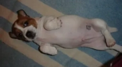 Passpođanje passa: kako i za ono što čini pečat