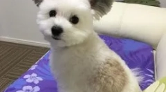 Pas gawa s ušima kao što je cheburashka