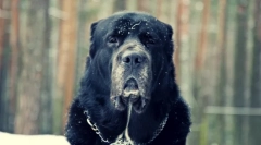 Pas alabai (fotografija): dobru temperament ispod strašnog izgleda