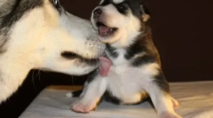 Pas liže nogu vlasnika: uzroci manifestacije kućnog ljubimca