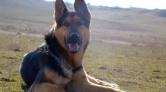 Pas eastern europe shepherd pas (fotografija): strani branitelj i pravi prijatelj