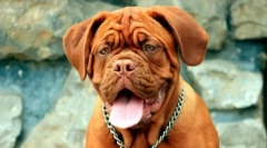 Brachicephali psi: popis pasmina i preporuke vlasnicima