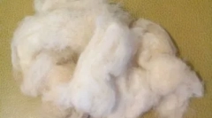 Psi s kosom umjesto vune: posebne pasmine s velikim zahtjevima