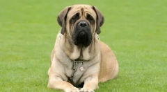 Sklopivi psi: razmatranje bore