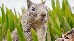 Sadržaj chipmunk kod kuće