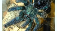 Sadržaj pauka u kući