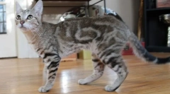 Sokok (sumkok, kenijska šuma)