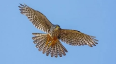 Sokol