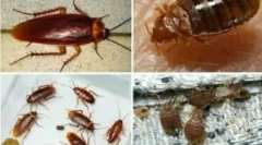 Suživot grešaka i žohara unutar apartmana