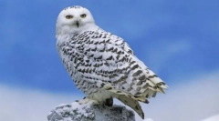 Sova polar