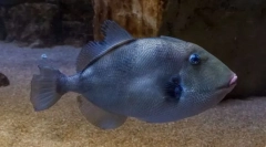 Sivi spinorogogo