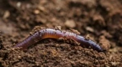 Načina za pomicanje kišnice