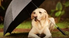 Sprej od buha za životinje i kuće