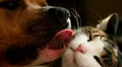 Bar za raspršivanje mačaka i pasa