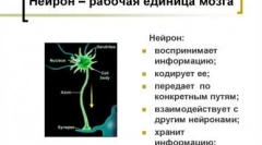 Usporedite mažu i pas inteligenciju: tko je pametniji