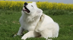 Datoteka od buha i krpelja za pse i mačke