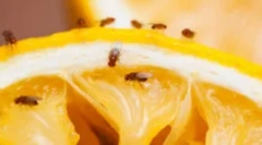 Sredstva iz gnusa i voće moshade