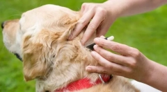 Sredstva za prevenciju i liječenje od buve