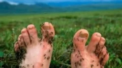 Zaštita alata od komaraca u prirodi