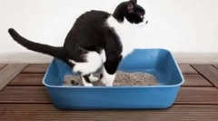 Kladim se u mačku kod kuće