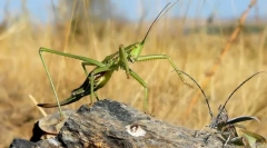 Steppe dobka