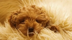 Sterilizacija i status vune za pse