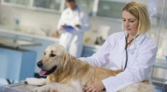 Sterilizacija psa