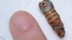 Zastrašujući neugodni insekti (27 fotografija)