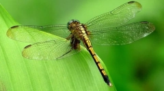 Dragonfly smaragd hayna