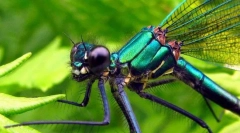 Dragonfly ljepota-djevojka