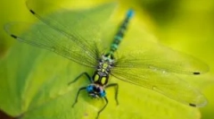 Dragonfly: opis i način života