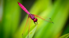 Dragonfly ružičasta