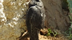 Žaliti