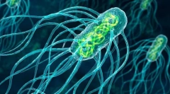 Izgradnja i značajke mikroorganizama