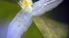 Struktura i značajke planarije