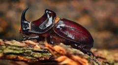 Građevinski insekti